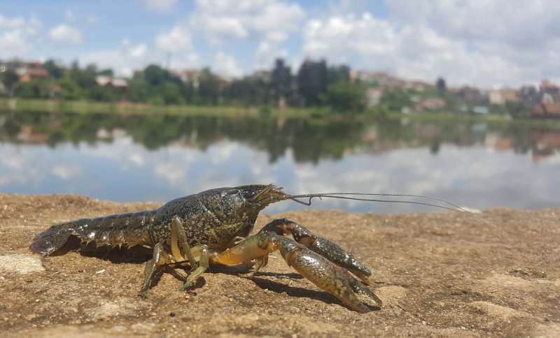 A clonal crayfish from nature as a model for tumors
