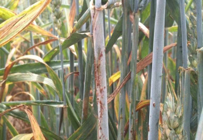 First report in decades of a forgotten crop pathogen calls for critical close monitoring