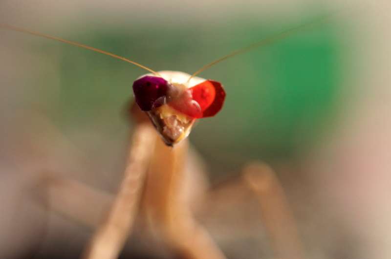 'Spectacular' finding: New 3-D vision discovered in praying mantis