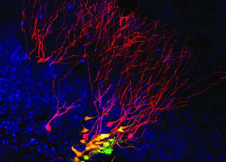 Stem cell divisions in the adult brain seen for the first time