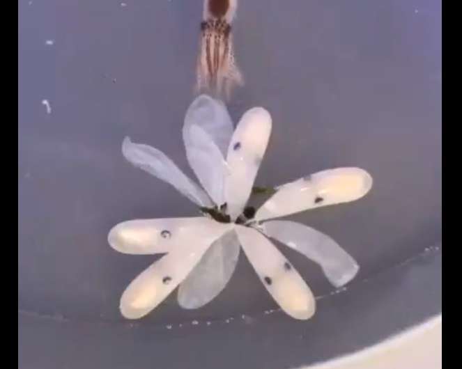 Virginia aquarium captures video of octopus being born