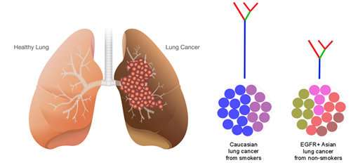 新的研究遗传多样性的联系和抗肿瘤治疗在亚洲肺癌患者