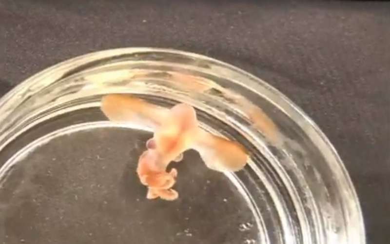 First video of 'Dumbo' octopod hatchling shows that they look like mini-adults