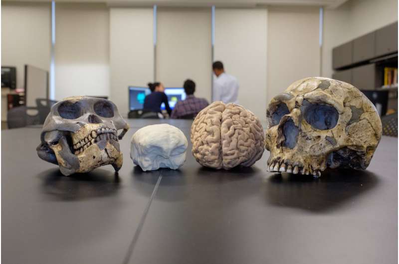 Brain size of human ancestors evolved gradually over 3 million years