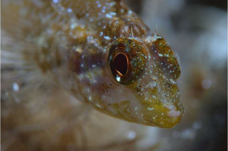 Triplefin fish found to have controlled iris radiance
