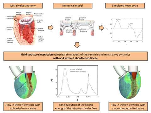 3-D simulations reveal synergistic mechanisms of the human heart