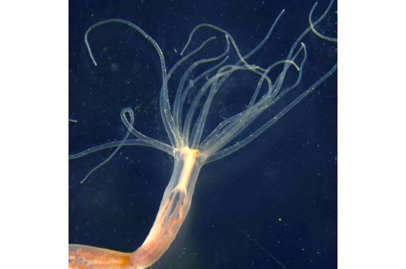 Jellyfish adapt their venom to accommodate changing prey and sea conditions