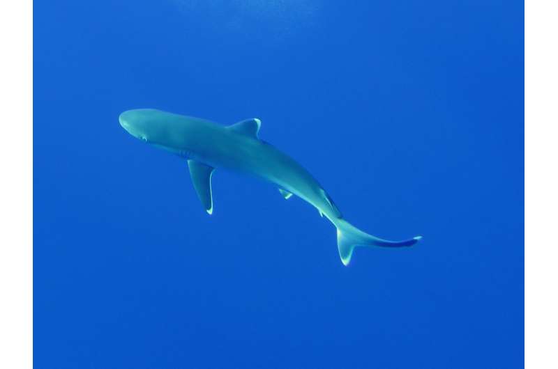 Study shows decline of shark populations even in remote ‘pristine’ archipelago