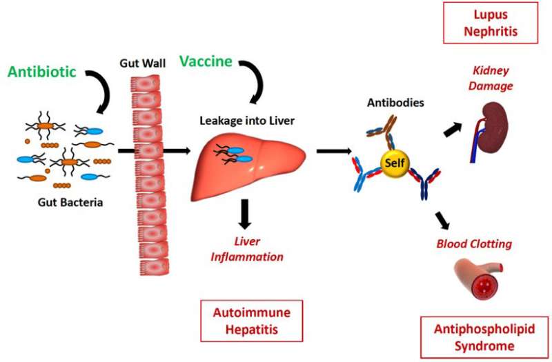 The enemy within: Gut bacteria drive autoimmune disease