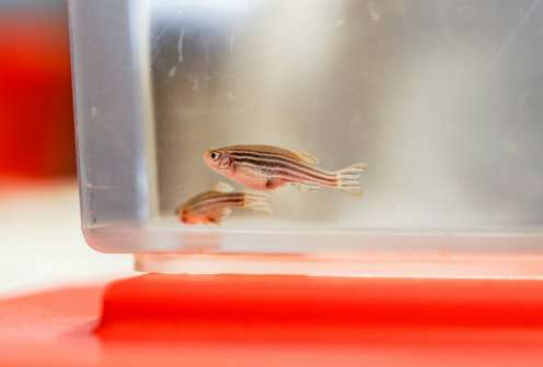 Defect in cells' antenna linked to deformed organs in zebrafish