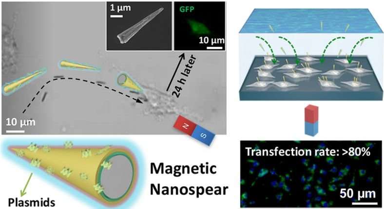 Nanospears deliver genetic material to cells with pinpoint accuracy