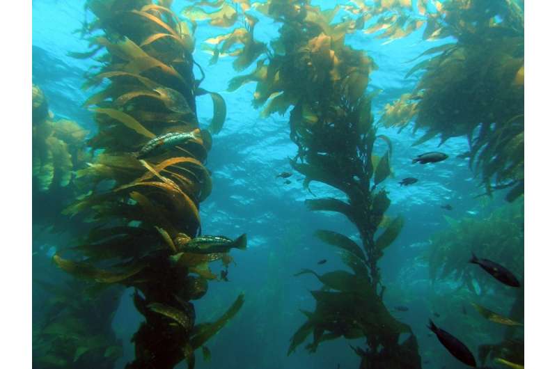 Marine ecologists study the effects of giant kelp on groups of organisms in the underwater forest ecosystem