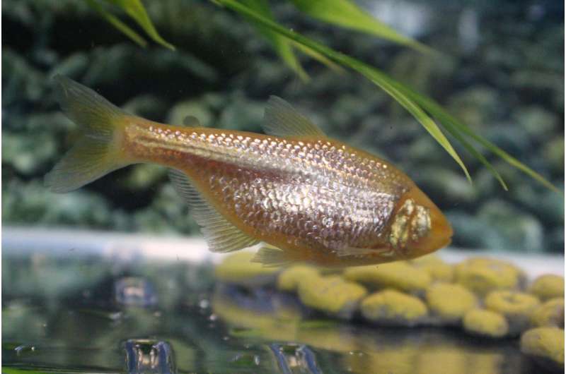 Despite high blood sugar, cavefish live long, healthy lives, study finds