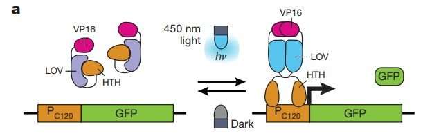 Using optogenetics to program yeast to produce more isobutanol