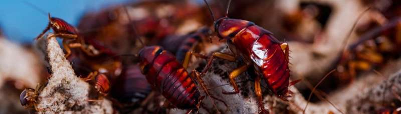 Genome of American cockroach sequenced for the first time