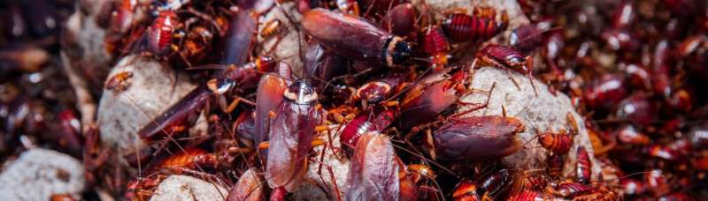 Genome of American cockroach sequenced for the first time