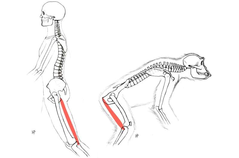 Study shows changes in anatomy would have made walking easier without reducing muscles for climbing in early hominins