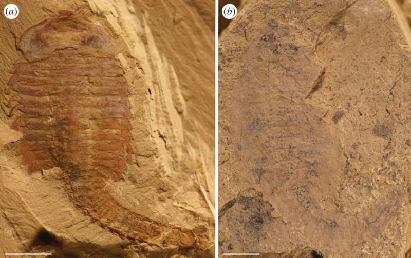 Researchers suggest ancient preserved circulatory and nervous systems in China are actually biofilms