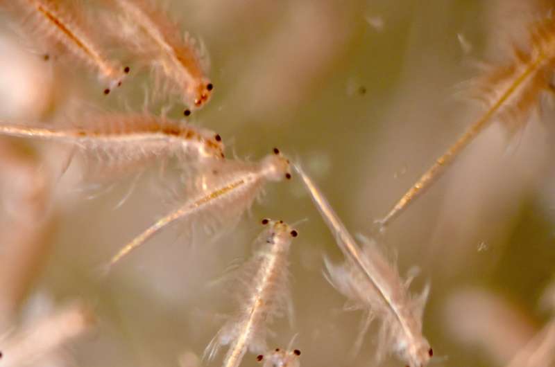 Researchers find that swarms of tiny organisms mix nutrients in ocean waters