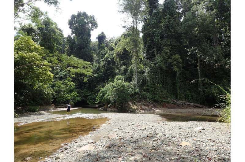 Small changes in rainforests cause big damage to fish ecosystems