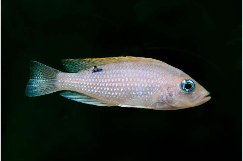 The dark side of cichlid fish—from cannibal to caregiver