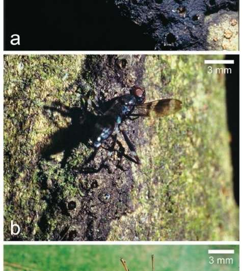 Ants found to use trapping technique to capture much larger prey
