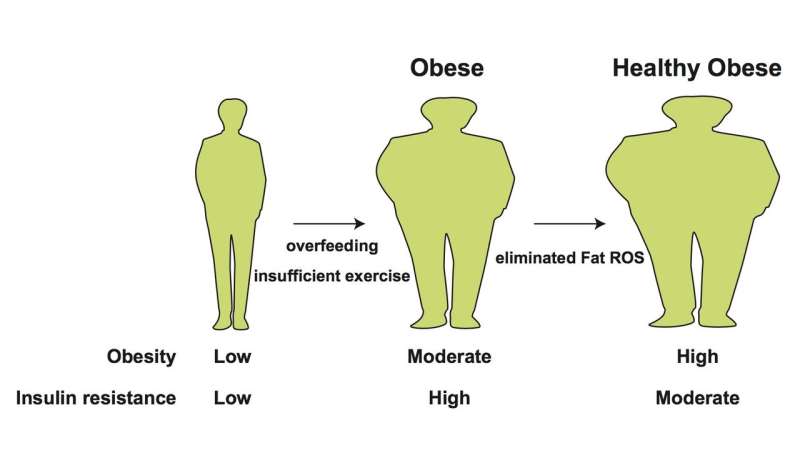 氧化应激使新陈代谢不正常和健康的肥胖风险的区别