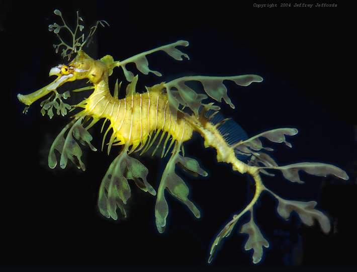 Weeds take over kelp in high CO2 oceans