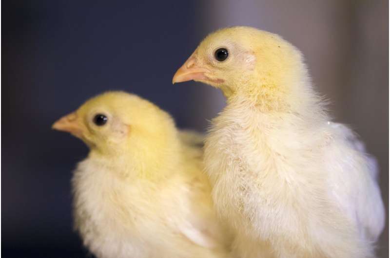 Flockmate or loner? Identifying the genes behind sociality in chickens