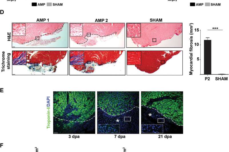 The timing of heart muscle regeneration in neonatal mice