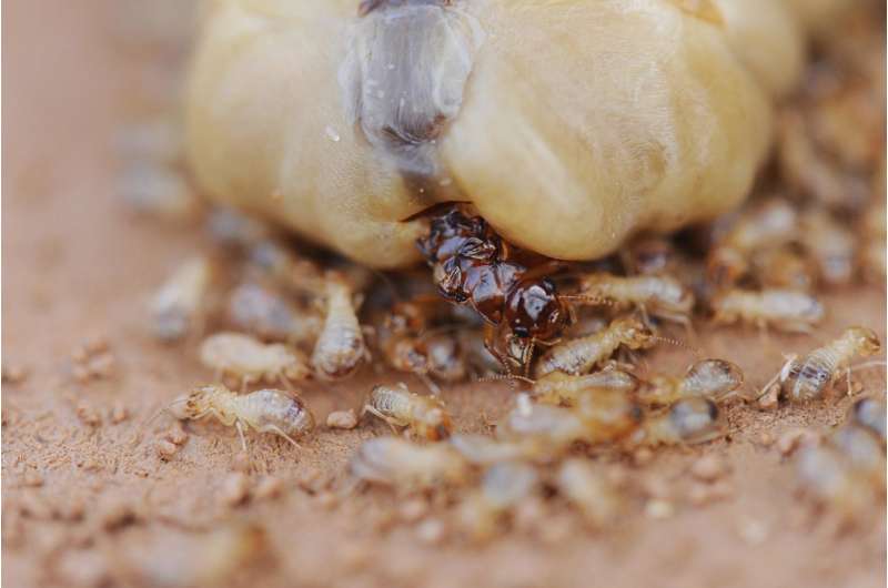 Why exceptionally fertile termite queens have long lives