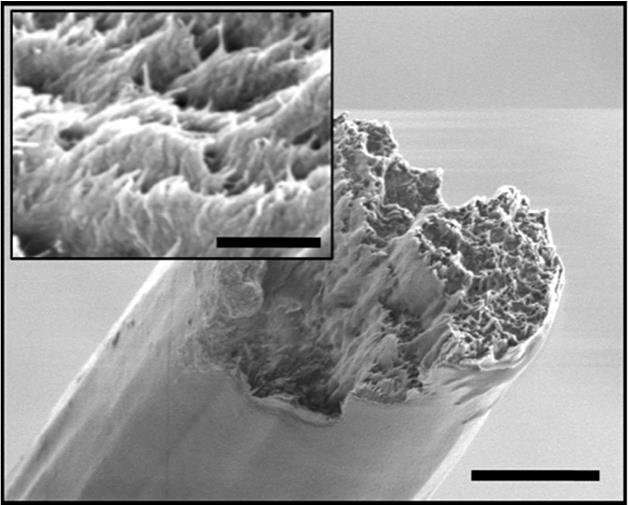 Method assembles cellulose nanofibres into a material stronger than spider silk