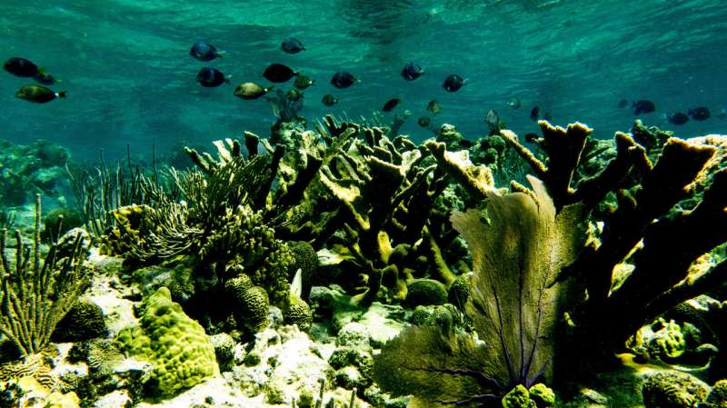 Study finds marine protected areas help coral reefs