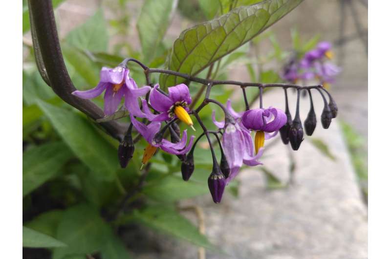 A simple software error corrected: bittersweet chloroplast genome will become the model for annotations and nightshade comparati