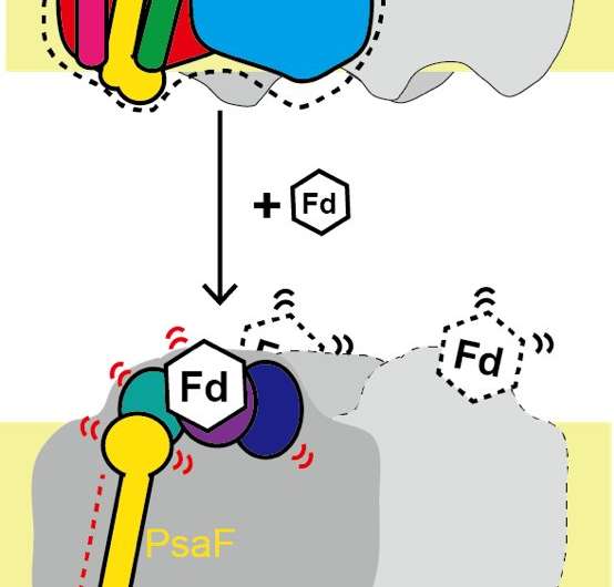 Photosynthesis Involves a Protein “Piston”
