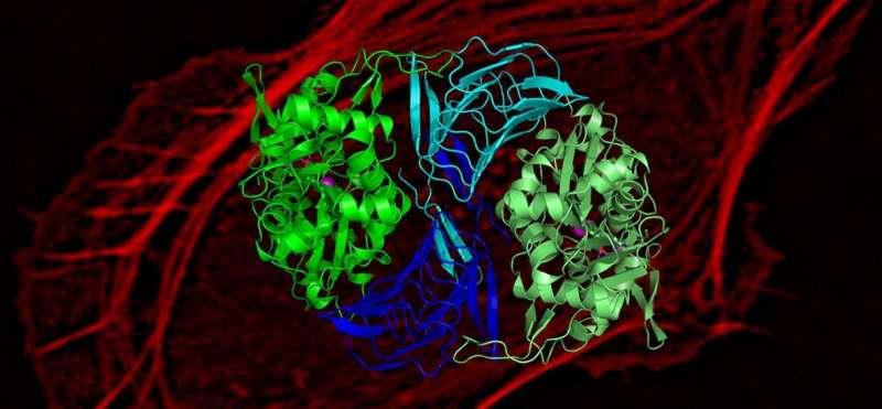Cell motility mystery cracked—the protein that re-charges the cell’s motility machinery revealed