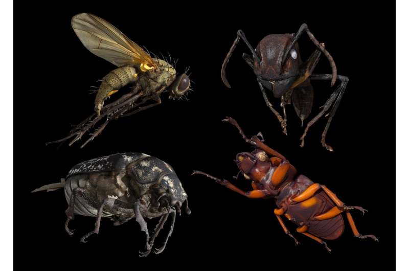 Scientists develop 3-D scanner for insects