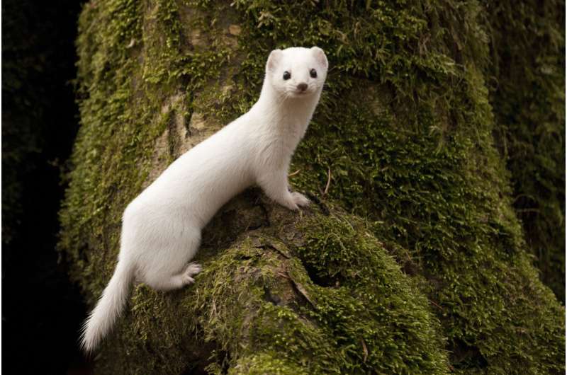 Less snow leaves weasels exposed to predators: scientists