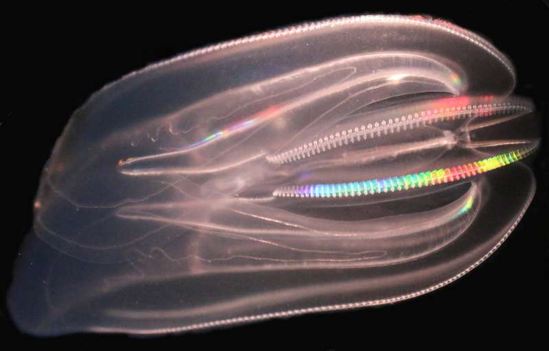 Currents propel the spreading of invasive jellyfish