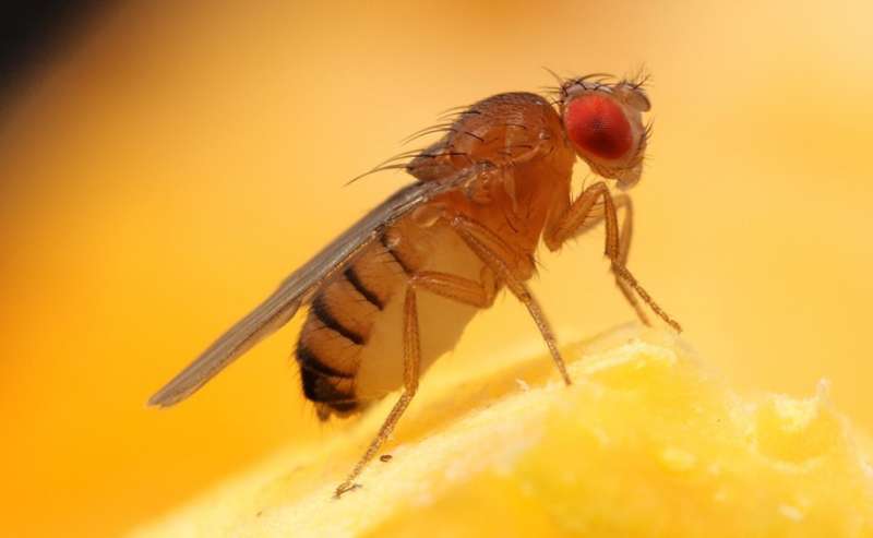 Fruit flies fear lion feces