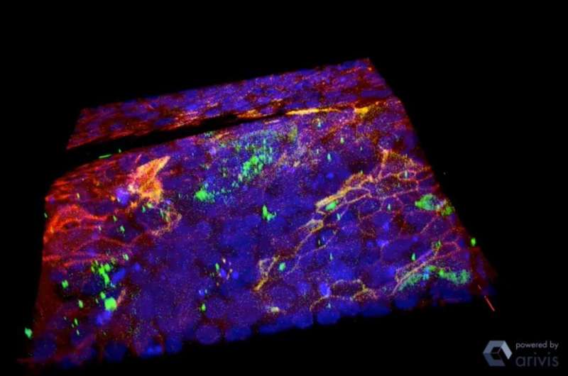 Defects in tissue trigger disease-like transformation of cells