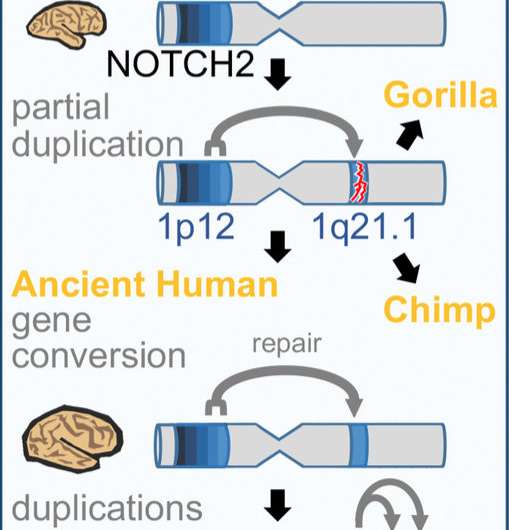 Genes found only in humans influence brain size