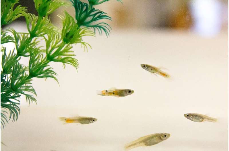 Male guppies grow larger brains in response to predator exposure -- but not females