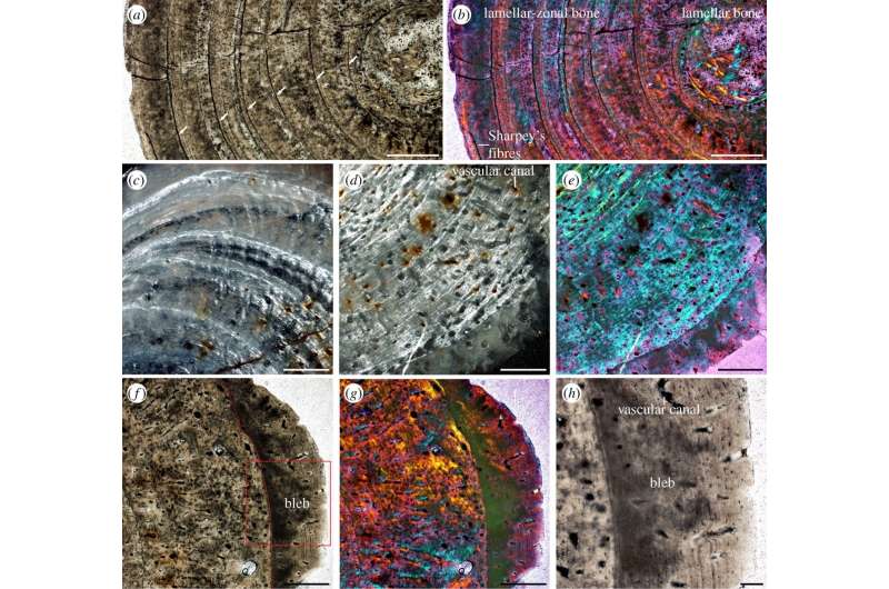 Evidence of TB found in 245-million-year-old marine reptile