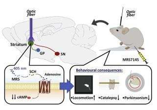 First photoactive drug to fight Parkinson’s disease