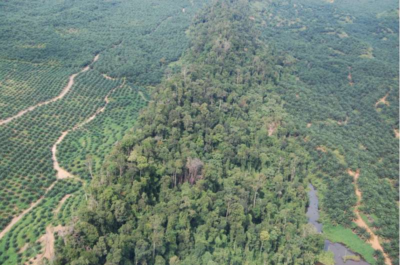 Sustainable certified palm oil scheme failing to achieve goals
