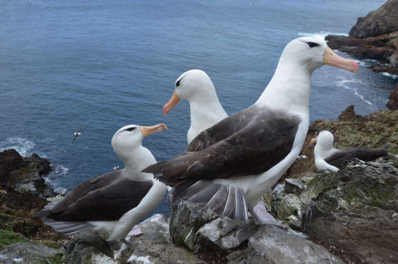 Rising sea temperatures threaten survival of juvenile albatross