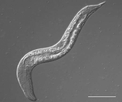 Tiny jumping roundworm undergoes unusual sexual development