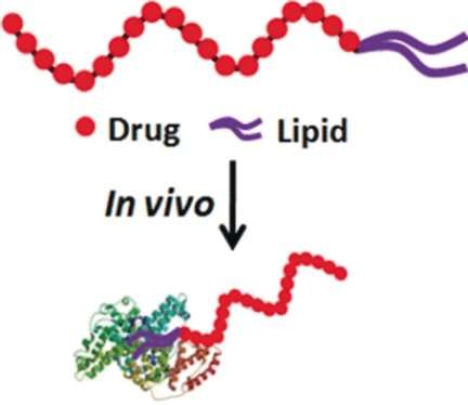 Transport of lipid-conjugated floxuridine by natural serum albumin for delivery to cancer cells