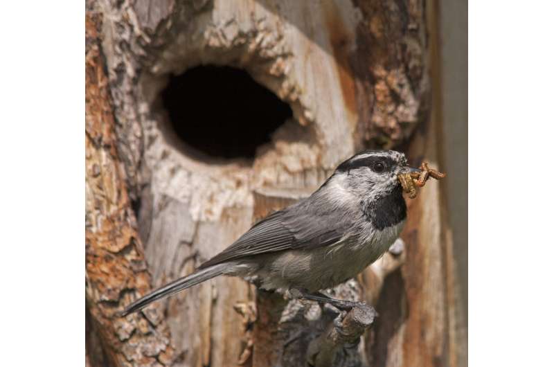 How fledglings and their parents negotiate the best time for young birds to leave the nest